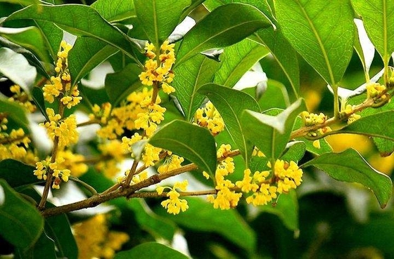 चाय ओस्मान्थस काली चाय के लिए प्राकृतिक जैविक पत्तियां स्वस्थ प्रतिस्थापन