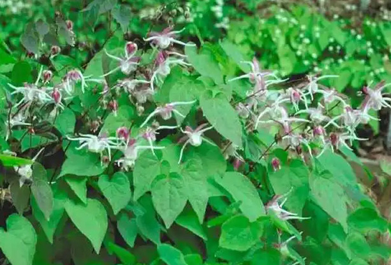 प्राइवेट लेबल बायोटिन कोलेजन ड्रॉप्स एपिमेडियम हॉर्नी गोट वीक ओईएम